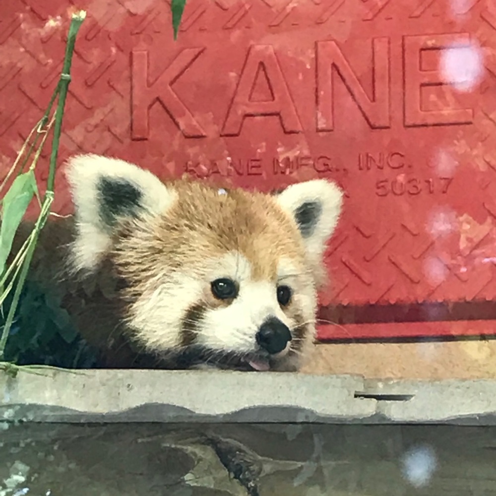 Meet your Posher, Ryan